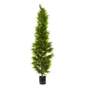 Cypress Pine 2M by OneWorld Collection, a Plants for sale on Style Sourcebook