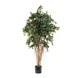 Ficus Retusa 1.8m by OneWorld Collection, a Plants for sale on Style Sourcebook
