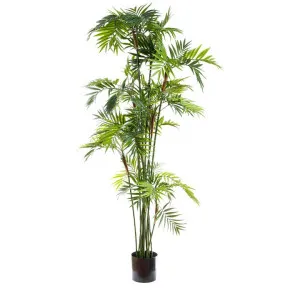 Parlour Palm 2m by OneWorld Collection, a Plants for sale on Style Sourcebook