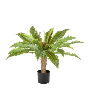 Fern Palm in Black Pot 62cm by OneWorld Collection, a Plants for sale on Style Sourcebook