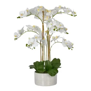 Luxe Phalaenopsis in Ribbed Bowl-9 Stems by OneWorld Collection, a Plants for sale on Style Sourcebook