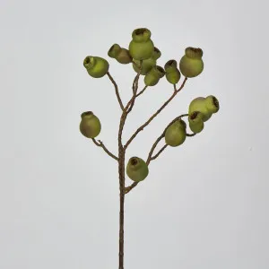Green Gumnut Spray x 12 Gumnuts by OneWorld Collection, a Plants for sale on Style Sourcebook