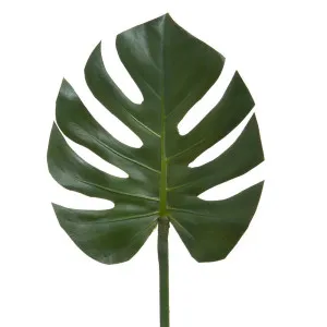 Split-Leaf Philodendron Stem 75cm Green by OneWorld Collection, a Plants for sale on Style Sourcebook