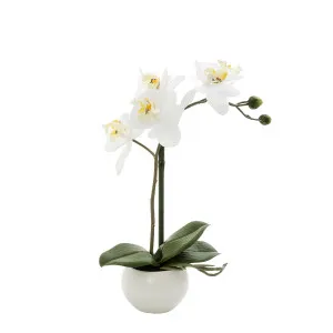 Potted Orchid - Honour the Special Women in Your Life ? Free Gift Included This Mother?s Day by OneWorld Collection, a Plants for sale on Style Sourcebook