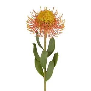 Pincushion Flower Stem 58cm Orange by OneWorld Collection, a Plants for sale on Style Sourcebook