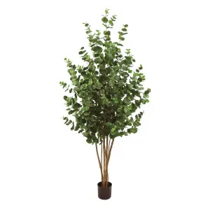 Eucalyptus Tree 150cm by OneWorld Collection, a Plants for sale on Style Sourcebook