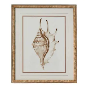 Conch Shell Wall Art B by OneWorld Collection, a Artwork & Wall Decor for sale on Style Sourcebook