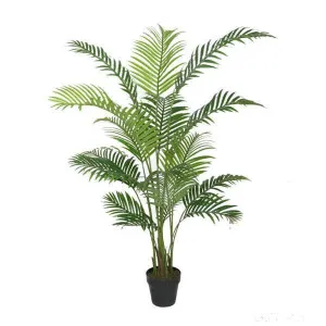 Potted 160Cm Areca by OneWorld Collection, a Plants for sale on Style Sourcebook