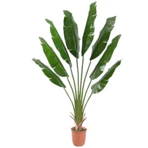 Potted 210Cm Traveller'S Tree by OneWorld Collection, a Plants for sale on Style Sourcebook
