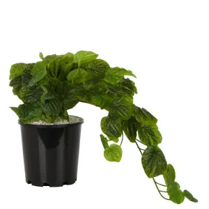 Peperoni Spray in Black Pot 55cm by Florabelle Living, a Plants for sale on Style Sourcebook