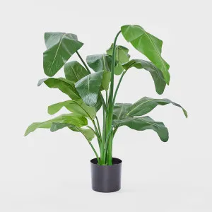 Travellers Palm 1.2m by Florabelle Living, a Plants for sale on Style Sourcebook