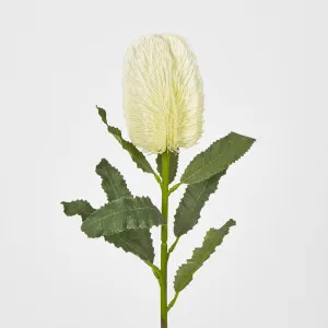 White Banksia Stem by Florabelle Living, a Plants for sale on Style Sourcebook