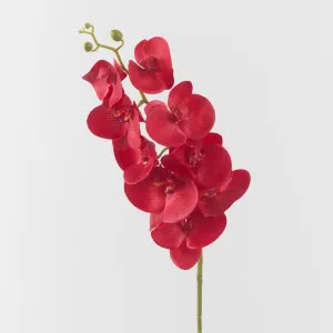 Red Phaelonopsis Orchid by Florabelle Living, a Plants for sale on Style Sourcebook