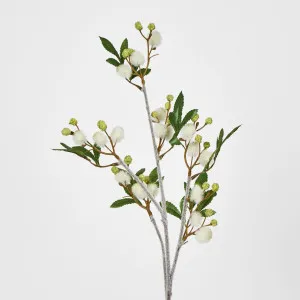 Cream White Blackwood Wattle Acacia melanoxylon by Florabelle Living, a Plants for sale on Style Sourcebook