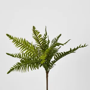 Blechnum Fern Bush by Florabelle Living, a Plants for sale on Style Sourcebook