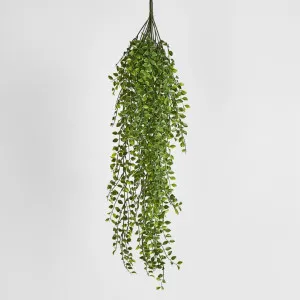 Hanging Ruscus Bush by Florabelle Living, a Plants for sale on Style Sourcebook