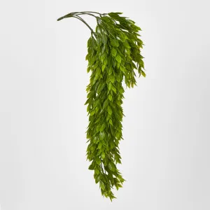 Hanging Ruscus Plant 56cm by Florabelle Living, a Plants for sale on Style Sourcebook