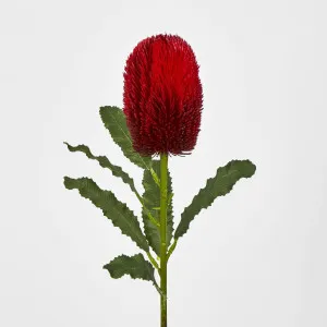 Red Banksia Stem by Florabelle Living, a Plants for sale on Style Sourcebook