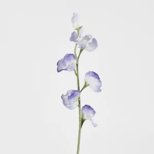 Blue Sweetpea by Florabelle Living, a Plants for sale on Style Sourcebook