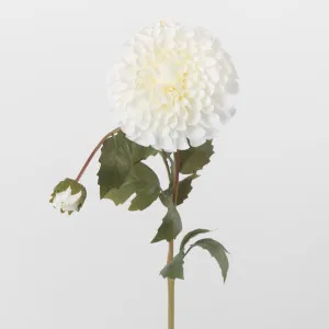 White Dahlia by Florabelle Living, a Plants for sale on Style Sourcebook