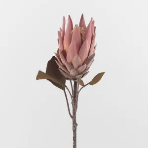 Dusty Pink Protea by Florabelle Living, a Plants for sale on Style Sourcebook