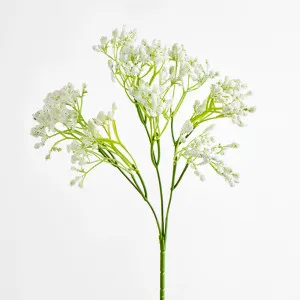 Gyp by Florabelle Living, a Plants for sale on Style Sourcebook