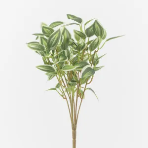 Purple Wandering Dew Bush by Florabelle Living, a Plants for sale on Style Sourcebook