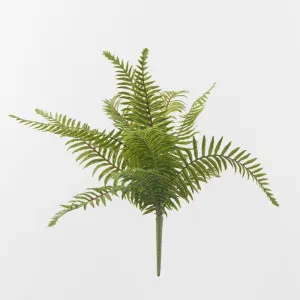 Large Sword Fern Bush by Florabelle Living, a Plants for sale on Style Sourcebook