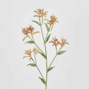 Light Orange Peach Kangaroo Paw Spray by Florabelle Living, a Plants for sale on Style Sourcebook