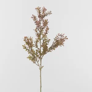 Peach Boxwood leaf Spray by Florabelle Living, a Plants for sale on Style Sourcebook