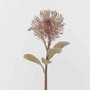 Brown Leucospermum by Florabelle Living, a Plants for sale on Style Sourcebook