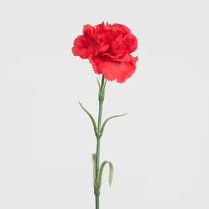 Real Touch Carnation Stem Red by Florabelle Living, a Plants for sale on Style Sourcebook