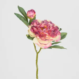 Peony With Bud Stem Burgundy by Florabelle Living, a Plants for sale on Style Sourcebook