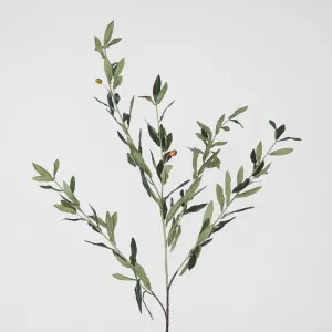 Olive leaf Spray by Florabelle Living, a Plants for sale on Style Sourcebook