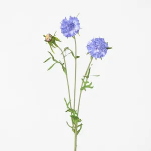 Scabiosa Stem Blue by Florabelle Living, a Plants for sale on Style Sourcebook