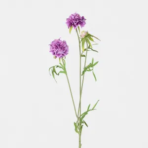 Scabiosa Stem Purple by Florabelle Living, a Plants for sale on Style Sourcebook