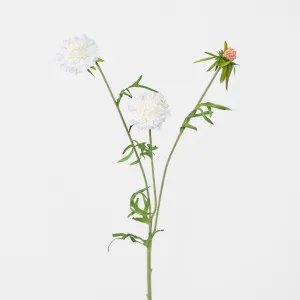 Scabiosa Stem White by Florabelle Living, a Plants for sale on Style Sourcebook