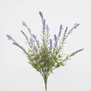 Lavender Bush by Florabelle Living, a Plants for sale on Style Sourcebook