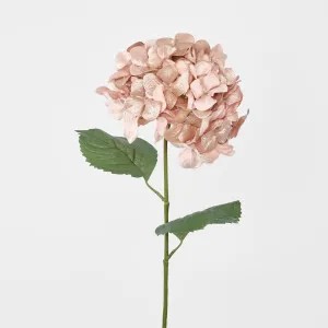 Single Hydrangea with 2 Leaves Peach by Florabelle Living, a Plants for sale on Style Sourcebook