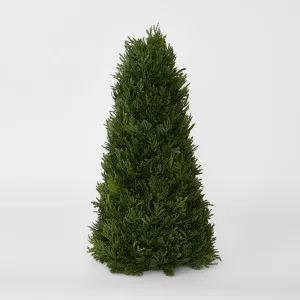 Cypress Cone 43cm by Florabelle Living, a Plants for sale on Style Sourcebook