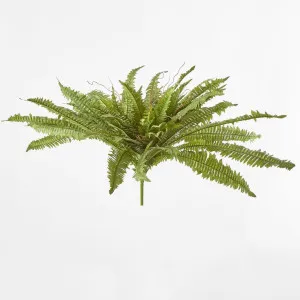 Boston Fern Bush x 5 67Lvs by Florabelle Living, a Plants for sale on Style Sourcebook