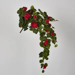 Red Hanging Geranium Bush x 9 by Florabelle Living, a Plants for sale on Style Sourcebook