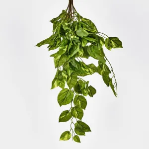 Hanging Pothos Plant by Florabelle Living, a Plants for sale on Style Sourcebook