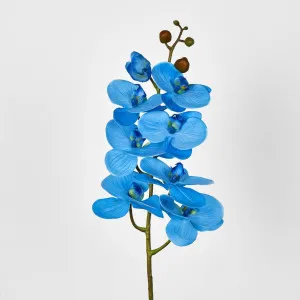 Blue Phalaenopsis Orchid 7 Flowers one Bud by Florabelle Living, a Plants for sale on Style Sourcebook