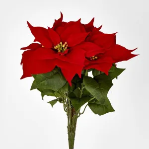 Red Velvet Poinsettia Bush by 5 by Florabelle Living, a Plants for sale on Style Sourcebook