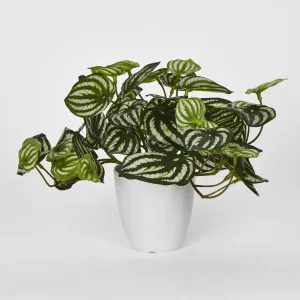 Real Touch Hanging Watermelon Peperomia in Black Pot by Florabelle Living, a Plants for sale on Style Sourcebook