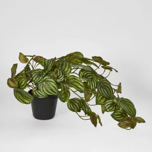 Real Touch Hanging Watermelon Peperomia in Black Pot by Florabelle Living, a Plants for sale on Style Sourcebook