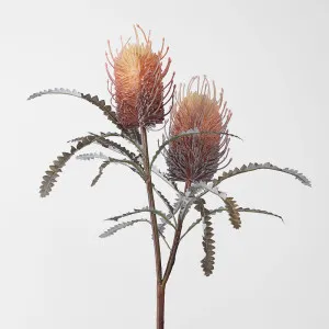 Orange Banksia Spray by Florabelle Living, a Plants for sale on Style Sourcebook