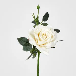 Cream Queen Rose by Florabelle Living, a Plants for sale on Style Sourcebook