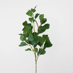 Ficus Leaf by Florabelle Living, a Plants for sale on Style Sourcebook